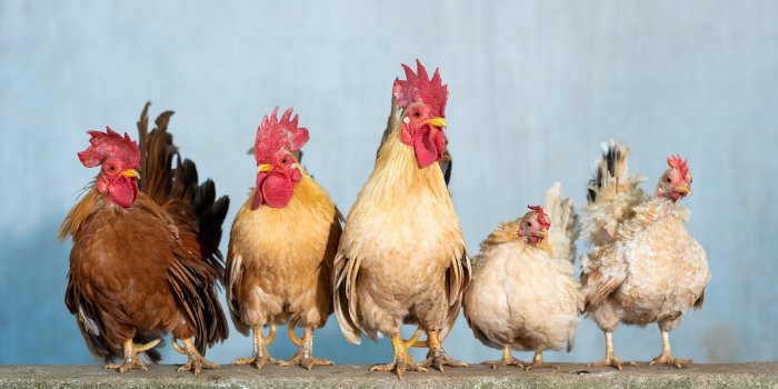 1280x854 Chicken Hen Wallpaper - Free photo on Pixabay