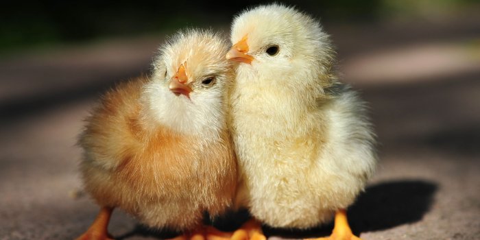2560x1600 Cute Chicken - 2560x1600 Wallpaper - teahub.io