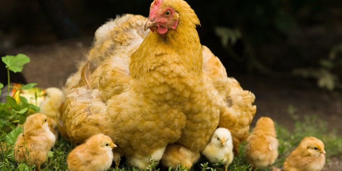 1920x1200 Chicken Wallpapers HD - PixelsTalk.Net