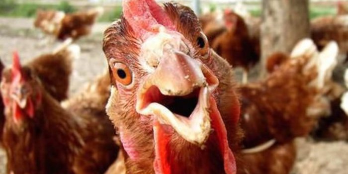 1024x840 Funny Chickens Wallpapers Hd - Funny Chicken (#2123902) - HD Wallpaper &  Backgrounds Download