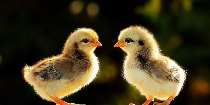 1920x1080 Baby Chicken Wallpapers