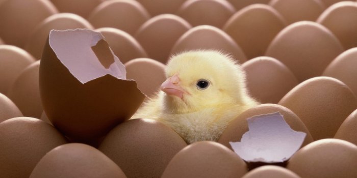 1920x1200 Hatched Chicken wallpaper | 1920x1200 | #13370