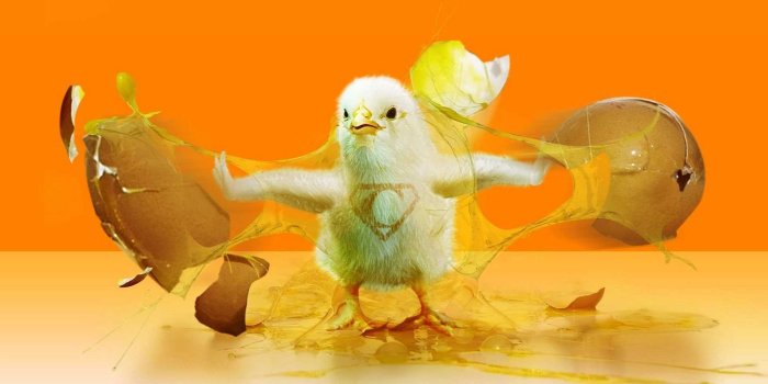 1920x1200 Chicken Wallpaper - EnJpg