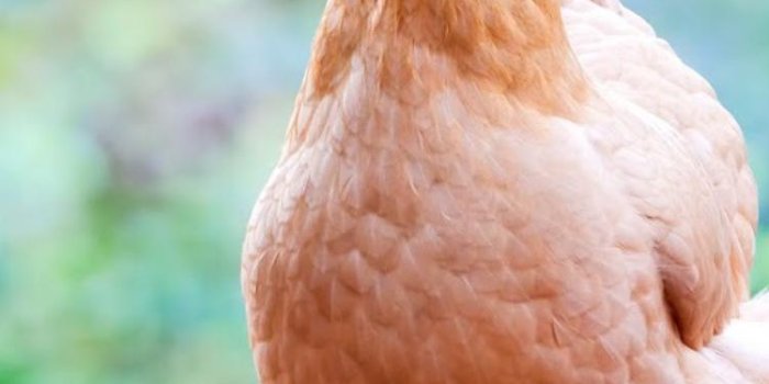 750x1334 Chicken - 750x1334 Wallpaper - teahub.io