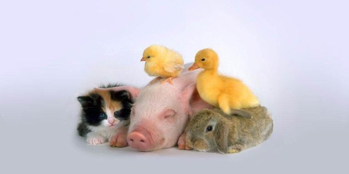 1024x768 Chicken Wallpaper - Animals Town