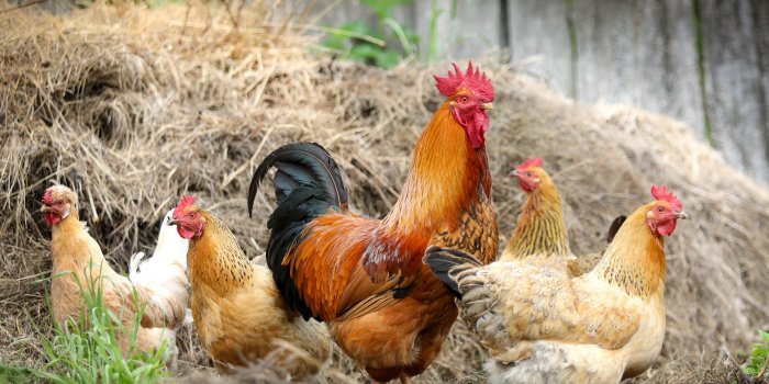 2560x1710 animals, Chicken Wallpapers HD / Desktop and Mobile Backgrounds