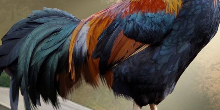 1284x2778 Best Hen iPhone HD Wallpapers - iLikeWallpaper