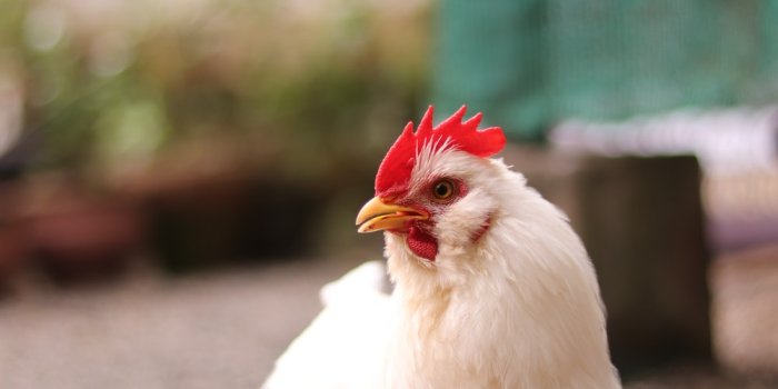 1000x1500 Broiler Pictures | Download Free Images on Unsplash