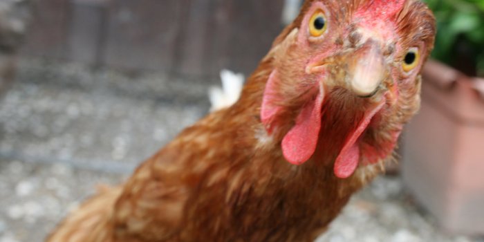 1024x773 Download Latest HD Wallpapers of , Food, Chicken
