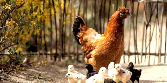 1024x768 Hen And Chick Hd - 1024x768 Wallpaper - teahub.io