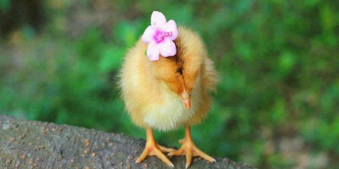 1024x768 Cute Chicken Wallpapers - Top Free Cute Chicken Backgrounds -  WallpaperAccess