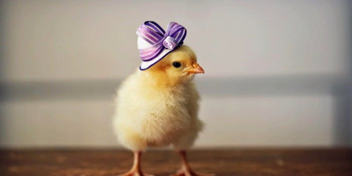 1440x900 Cute Chicken Wallpaper 19986 - Baltana