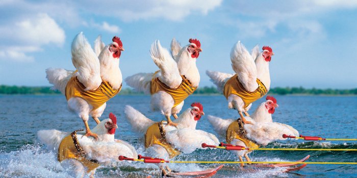 1920x1080 Awesome Birds 4k Desktop Background Wallpapers - Chickens On Water  (#1429190) - HD Wallpaper & Backgrounds Download