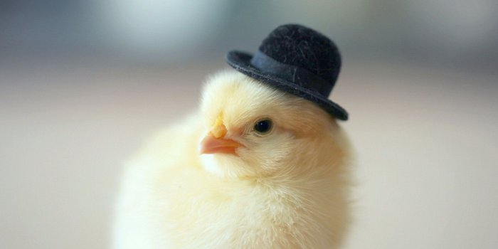 1920x1080 Chick Wallpapers [Desktop,iPhone,Laptop,Android]