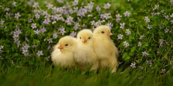 1920x1080 Chicken Baby Cute Animal wallpaper | 1920x1080 | 124617 | WallpaperUP
