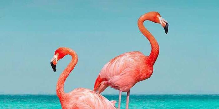 744x1392 iPhone and Android Wallpapers: Flamingo Wallpaper for iPhone and Android | Flamingo  wallpaper, Flamingo pictures, Summer wallpaper