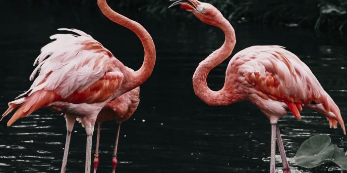 1000x1500 Flamingo Wallpapers: Free HD Download [500+ HQ] | Unsplash
