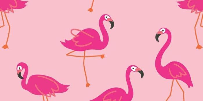 753x1332 Flamingo Wallpapers