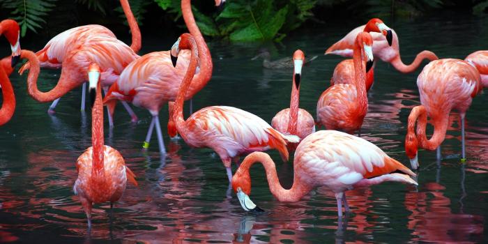 1920x1285 200+ Flamingo HD Wallpapers | Background Images