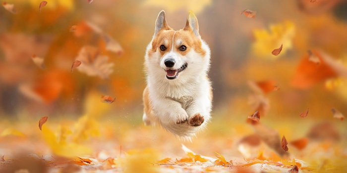 1920x1280 Corgi wallpaper, Corgi, Corgi dog