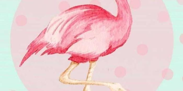 719x1280 Flamingo Wallpaper - IXpaper