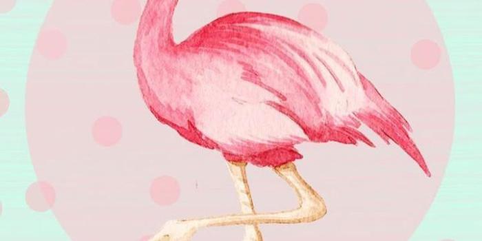 719x1280 Photography Flamingo iPhone Wallpapers - Top Free Photography Flamingo  iPhone Backgrounds - WallpaperAccess