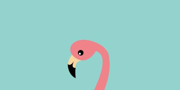 736x1377 Flamingo wallpaper - SF Wallpaper
