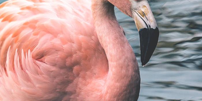736x1308 12 Fancy Flamingo iPhone X Wallpapers | Preppy Wallpapers
