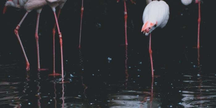 1183x2560 Flamingo Wallpaper for iPhone 11, Pro Max, X, 8, 7, 6 - Free Download on  3Wallpapers