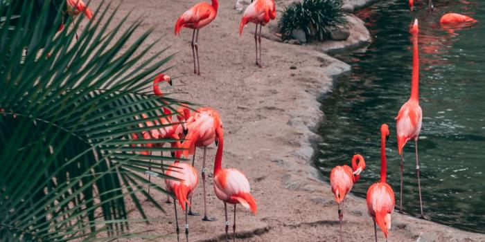 1440x2560 flamingo wallpaper 27 - 1440x2560 pixel - WallpaperPass