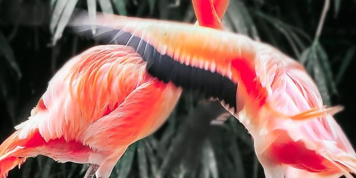 1125x2436 Best Flamingo iPhone X HD Wallpapers - iLikeWallpaper