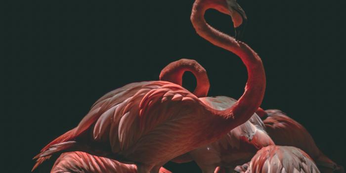 3195x5096 500+ Best Flamingo Photos · 100% Free Download · Pexels Stock Photos
