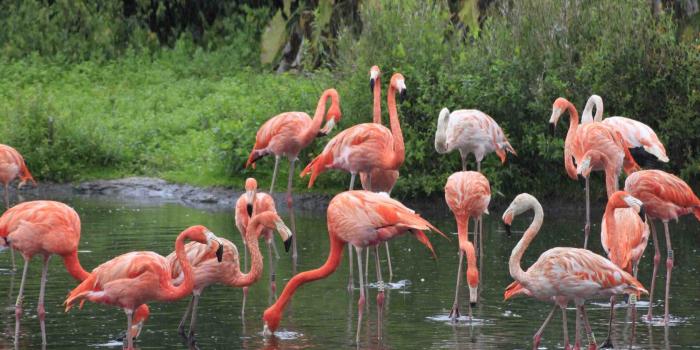 1680x1050 Group Of Beautiful Pink Flamingo Wallpaper Hd : Wallpapers13.com