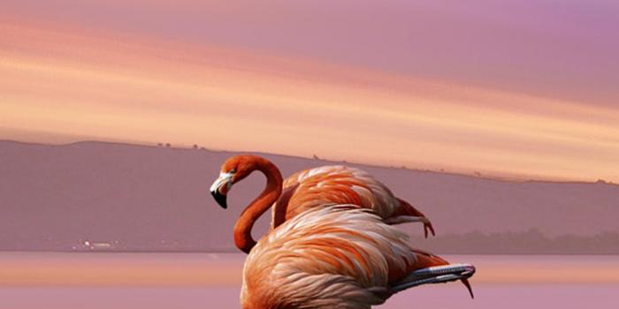 1080x2160 Iphone Flamingo Wallpaper - KoLPaPer - Awesome Free HD Wallpapers