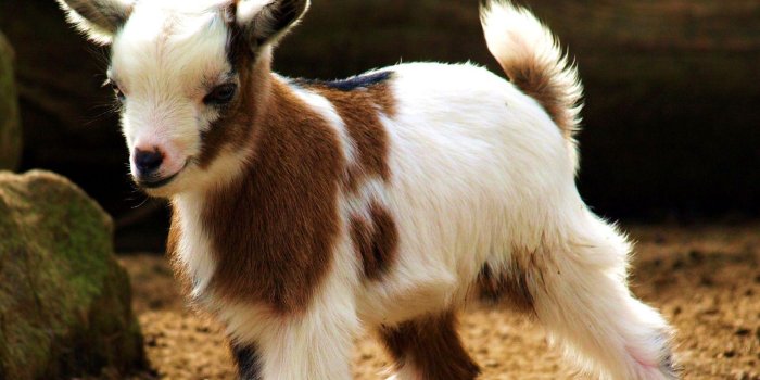 1920x1200 Goat Wallpapers