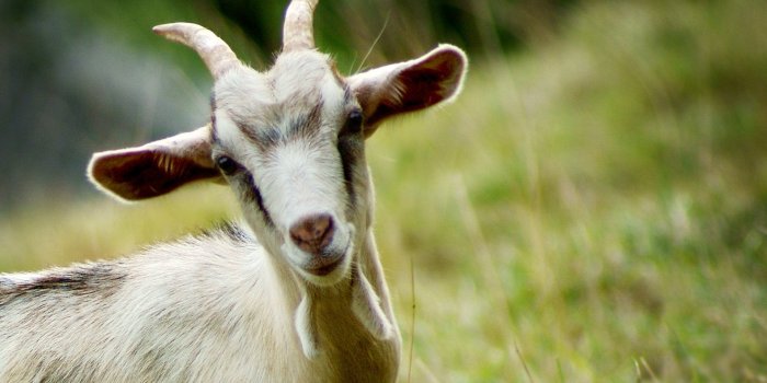 1920x1200 Goats funny, Funny goat pictures