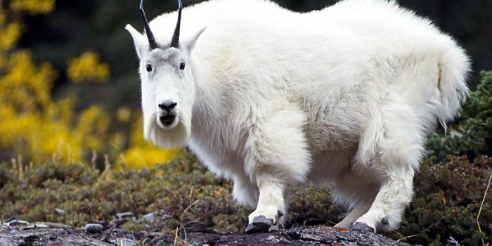 1400x900 Goat Wallpaper and background - Animals