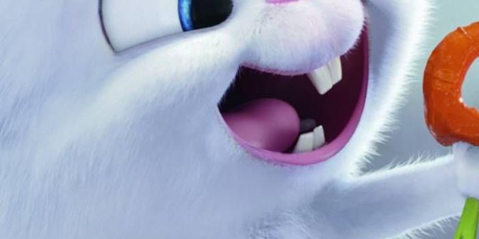 720x1280 Download pets the movie Wallpaper by ThiagoJappz - 84 - Free on ZEDGE™ now.  Browse millions of popular movi… | Bunny wallpaper, Rabbit wallpaper, Cute  bunny cartoon