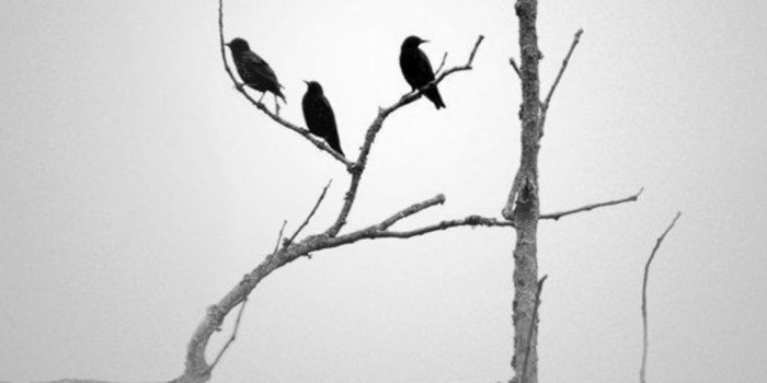 1080x1920 Black and White Wallpapers - Top 35 Best Black and White Backgrounds  Download