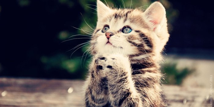 2560x1600 Cute Kitty Wallpapers - Top Free Cute Kitty Backgrounds - WallpaperAccess