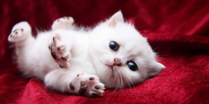 1920x1080 18 Adorable kitty cat wallpapers