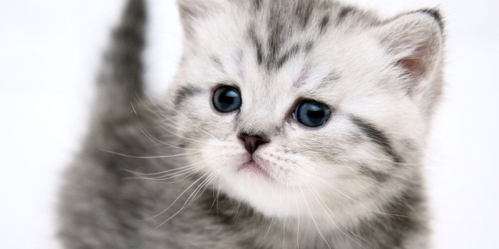 1600x1200 Small cute kitty wallpapers | Small cute kitty stock photos
