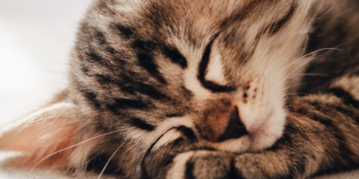 1080x1920 Cute Cat Wallpapers - Top 25 Best Cute Cat Backgrounds Download