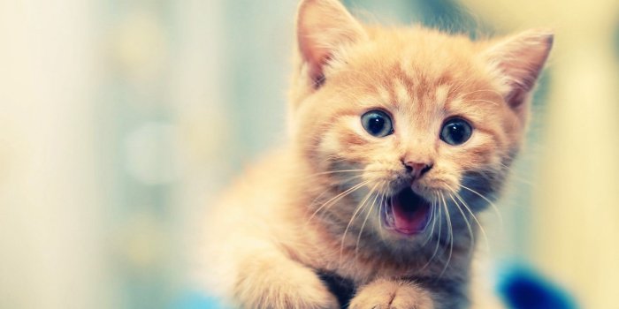 1920x1080 Kitty Ultra HD Desktop Background Wallpaper for 4K UHD TV : Tablet :  Smartphone