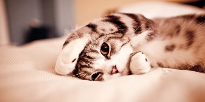 1920x1080 Cat Wallpapers : Top Free Cat Backgrounds, Pictures & Images Download