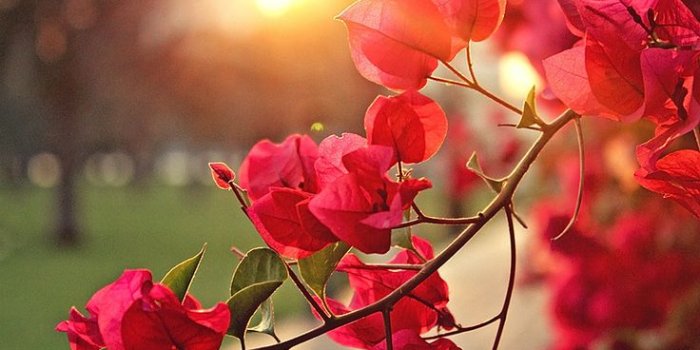 736x1104 bougainvillea by bi3tareh | Flowers photography wallpaper,  Wallpaper nature flowers, Nature backgrounds iphone