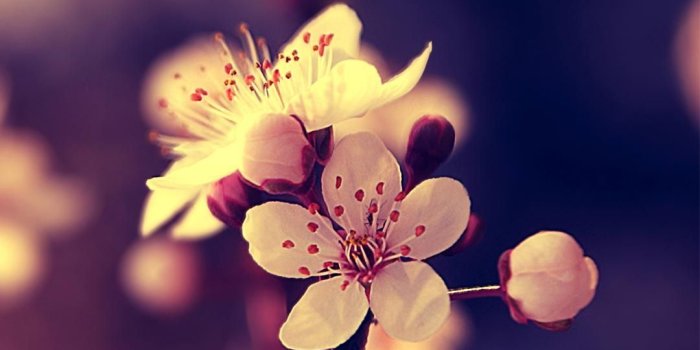 1080x1920 52+] Beautiful Mobile HD Wallpapers on WallpaperSafari