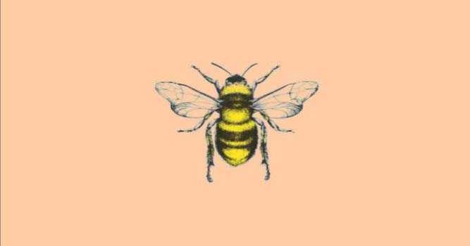 667x1200 Bee Wallpaper | WhatsPaper