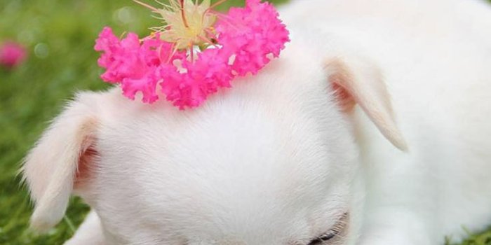 720x1280 Cute puppies wallpaper hd:Amazon.com:Appstore for Android