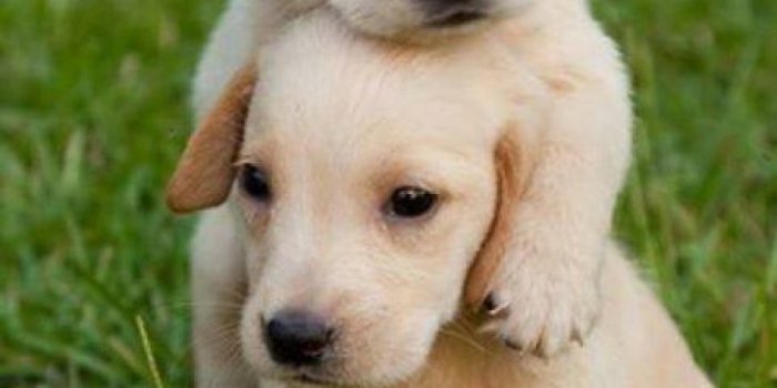 728x1092 Permalink To Puppy Wallpapers - Cute Puppy Wallpaper For Mobile - 728x1092  Wallpaper - teahub.io